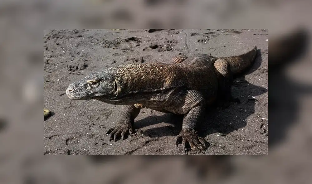 YouTube viral: increíble pelea de dos lagartos paralizó el tráfico de una ciudad [VIDEO]