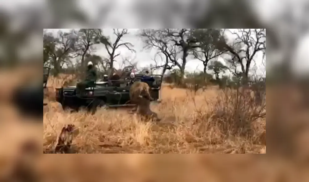 Vía YouTube. La hiena esperó a que el leopardo cazara a su presa y robársela, pero lo arruinó todo. Foto: captura