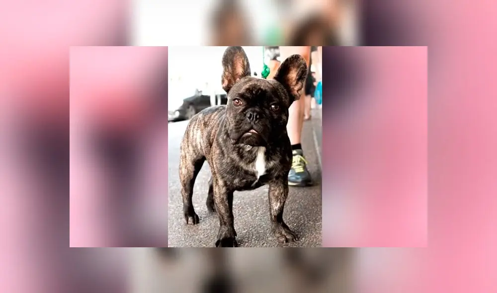 Desliza las imágenes para ver la verdadera raza que resultó tener este presunto perro bulldog francés. Foto: Fabiana Sanchez/TikTok