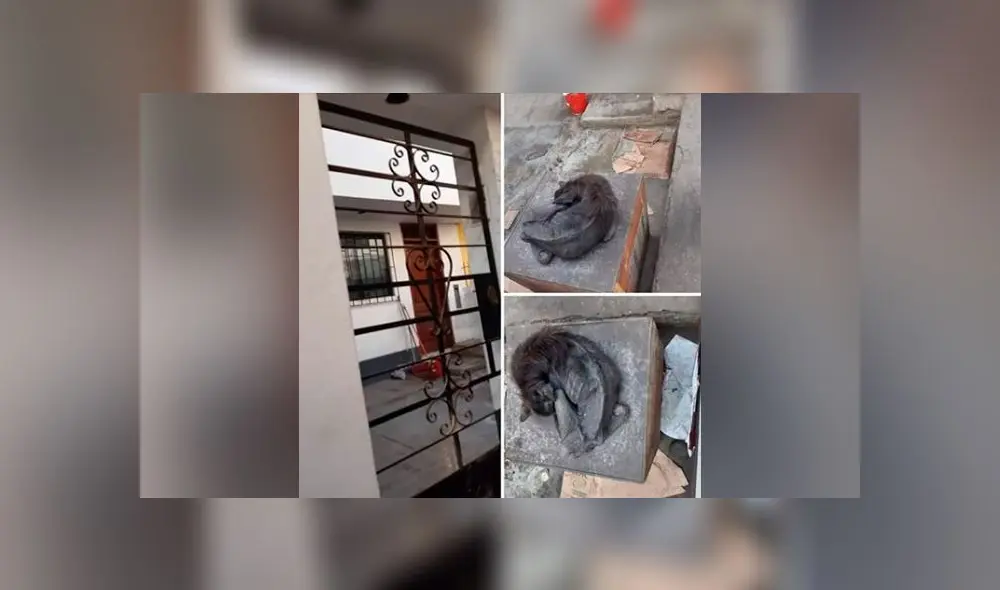 Denuncian maltrato animal en La Molina Denuncian maltrato animal en La Molina