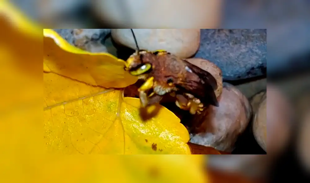 YouTube viral: criatura pare cientos de sus crías dentro de una casa y familia queda impactada [VIDEO]