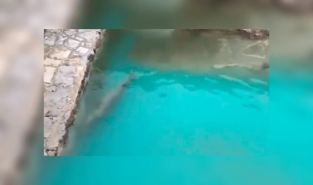 Una foca nadaba sobre un estanque totalmente sucio. Foto: captura Twitter.