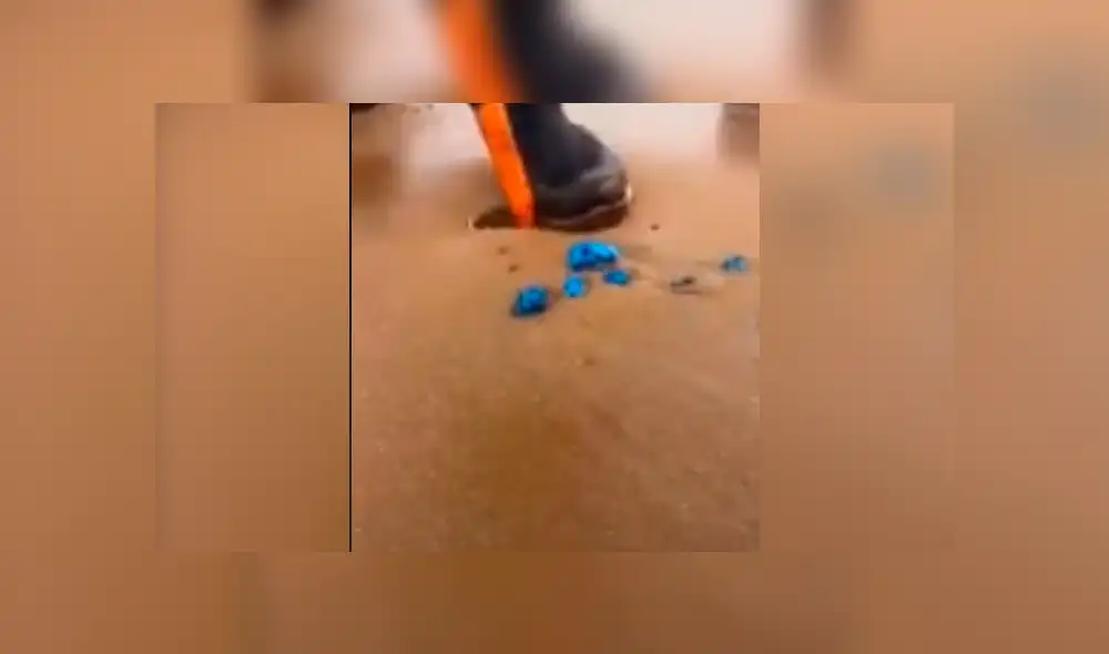 Facebook: creyó encontrar residuos plásticos en playa y descubre sorprendente criatura marina [VIDEO]