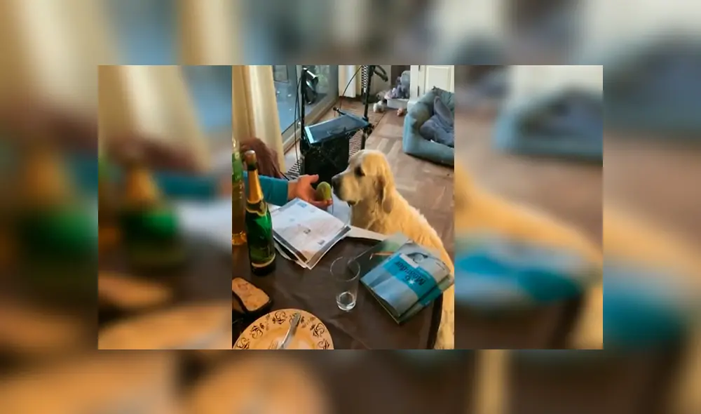 En Facebook, un perro se hizo de rogar por sus cuidadores y los sorprendió con sus movimientos. En Facebook, un perro se hizo de rogar por sus cuidadores y los sorprendió con sus movimientos.