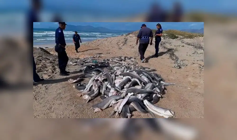 Encuentran decenas de bebés tiburones mutilados en una playa de Sudáfrica Encuentran decenas de bebés tiburones mutilados en una playa de Sudáfrica