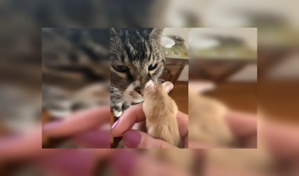 Desliza las imágenes para ver más sobre la increíble reacción del felino al conocer a su nuevo 'amigo'. (Foto: captura)