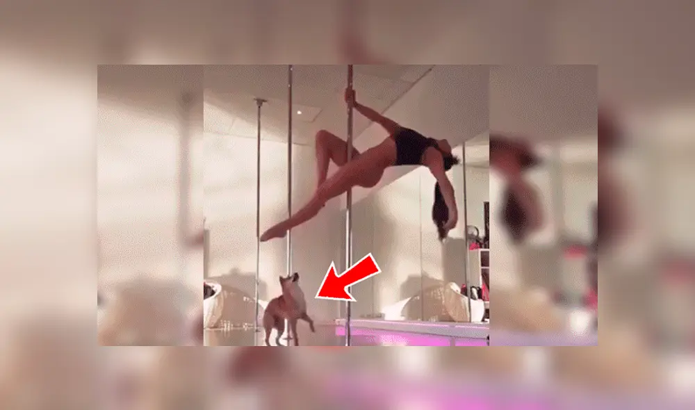 YouTube viral: bella joven hace sexy baile de ‘pole dance’ y su perro le arruina su presentación [VIDEO]