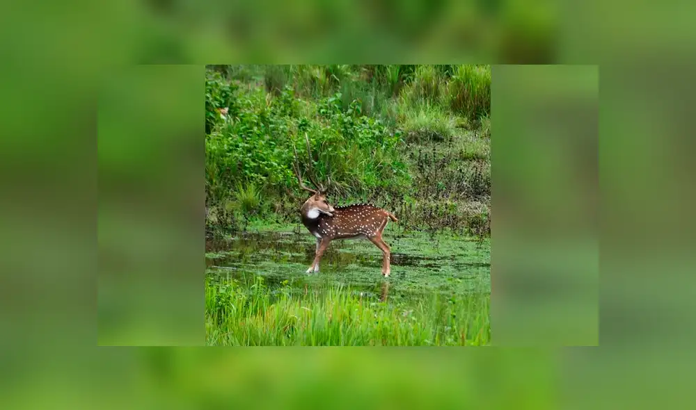 Desliza las imágenes hacia la izquierda para saber la verdadera respuesta del reciente desafío de Facebook. Foto: Captura.