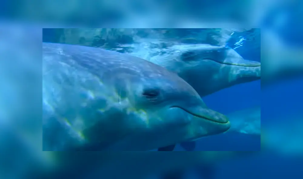 Unos delfines descubrieron el efecto narcótico que produce un venenoso pez globo y empezaron a jugar con él a ‘atraparlo’. Foto: BBC
