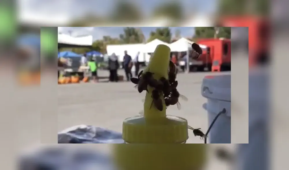 En Youtube, un video se volvió viral al dejar a miles impresionados con la hazaña que logró un grupo de abejas. En Youtube, un video se volvió viral al dejar a miles impresionados con la hazaña que logró un grupo de abejas.