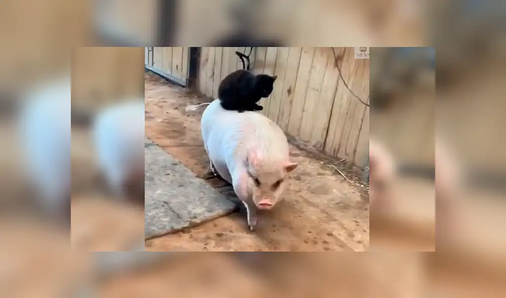 En Facebook, un travieso gato fue captado por su dueño dando un singular paseo al lado de su ‘mejor amigo’.