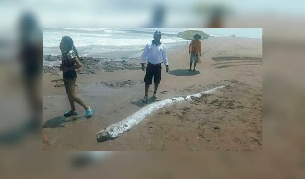 Facebook viral: Se viraliza video 'fake' de 'pez remo' tras el sismo en Loreto [VIDEO]