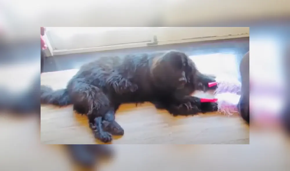 Desliza las imágenes para ver más detalles sobre este tierna escena.