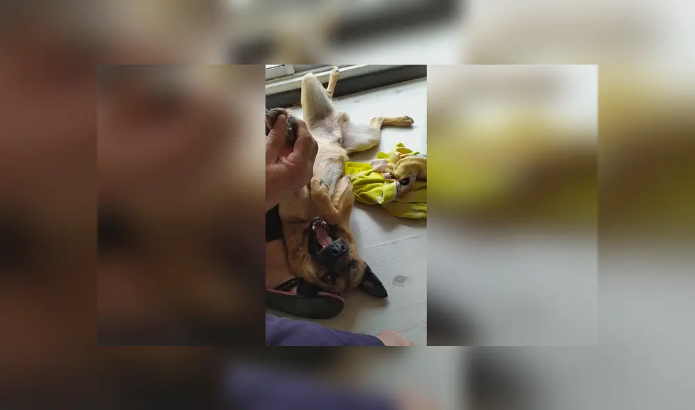 Desliza las imágenes hacia la izquierda para apreciar la divertida escena protagonizada por un padre y su perro. Desliza las imágenes hacia la izquierda para apreciar la divertida escena protagonizada por un padre y su perro.