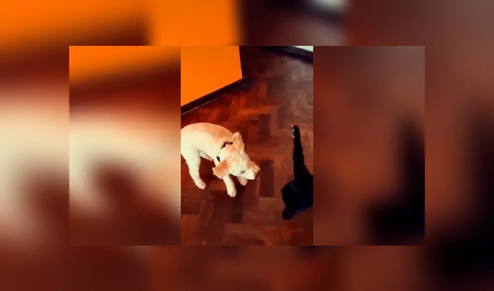 Desliza las imágenes para apreciar la travesura de un gato al fastidiar a su ‘compañero’ en ausencia de su dueño. Foto: Captura.