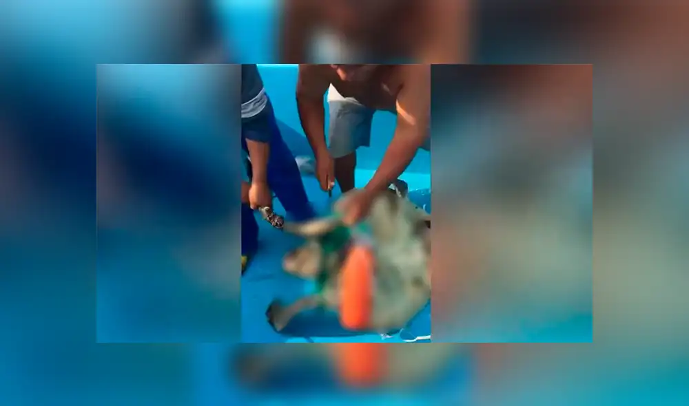 Un video viral muestra cómo un grupo de pescadores rescatan a un tortuga al borde de la muerte.