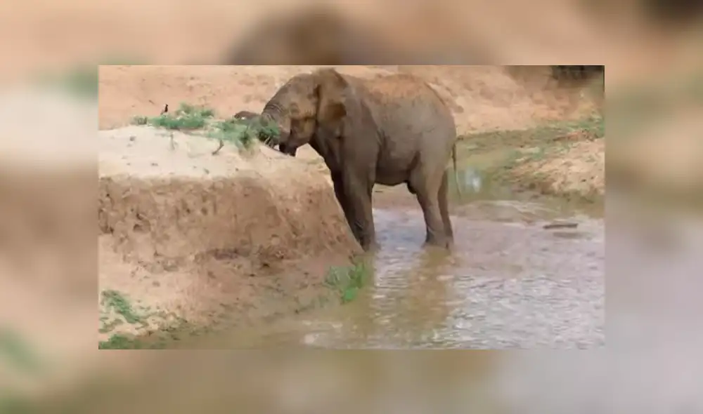Desliza las imágenes para observar la acción de una mamá elefante para salvar la vida de su cría ante el ataque de un elefante. Desliza las imágenes para observar la acción de una mamá elefante para salvar la vida de su cría ante el ataque de un elefante.