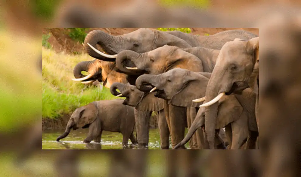 Elefantes de África. Foto: difusión. Elefantes de África. Foto: difusión.
