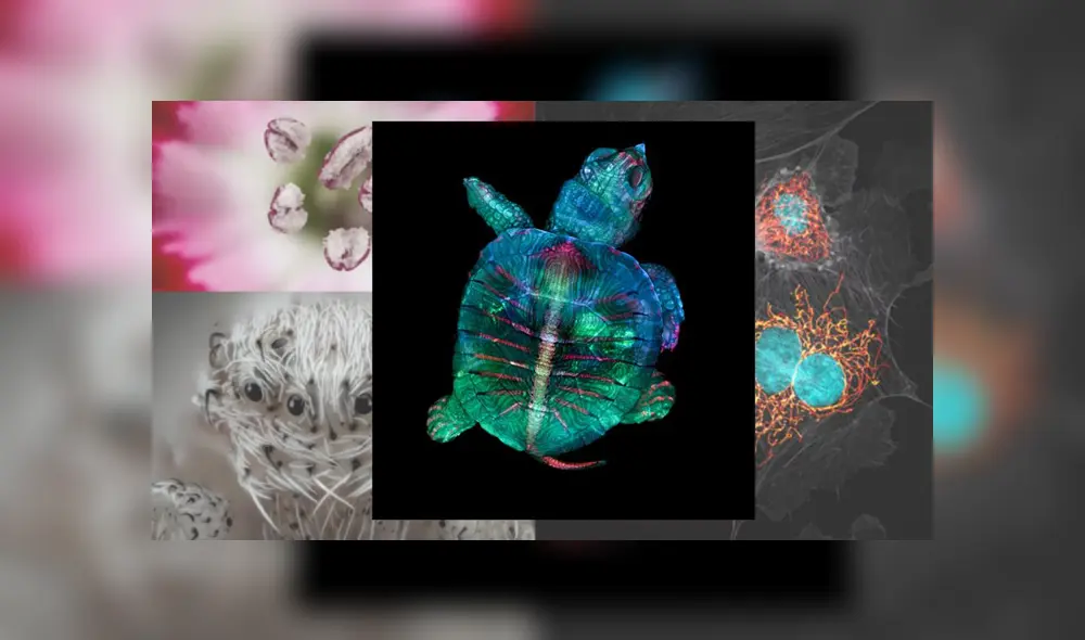 El ganador del 2019 es una microfotografía fluorescente de un embrión de tortuga. | Composición / Nikon Small World El ganador del 2019 es una microfotografía fluorescente de un embrión de tortuga. | Composición / Nikon Small World