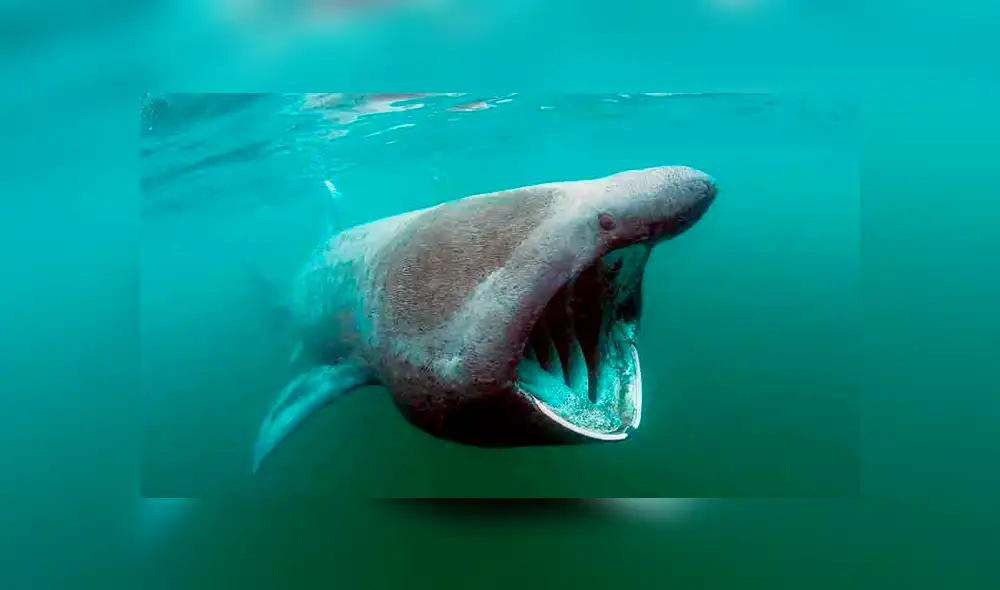 Este pez puede alcanzar los 12 metros de longitud y es el segundo más grande del mundo. Foto: National Geographic Este pez puede alcanzar los 12 metros de longitud y es el segundo más grande del mundo. Foto: National Geographic