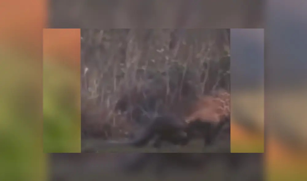 Desliza hacia la izquierda para ver las imágenes del viral de Facebook.