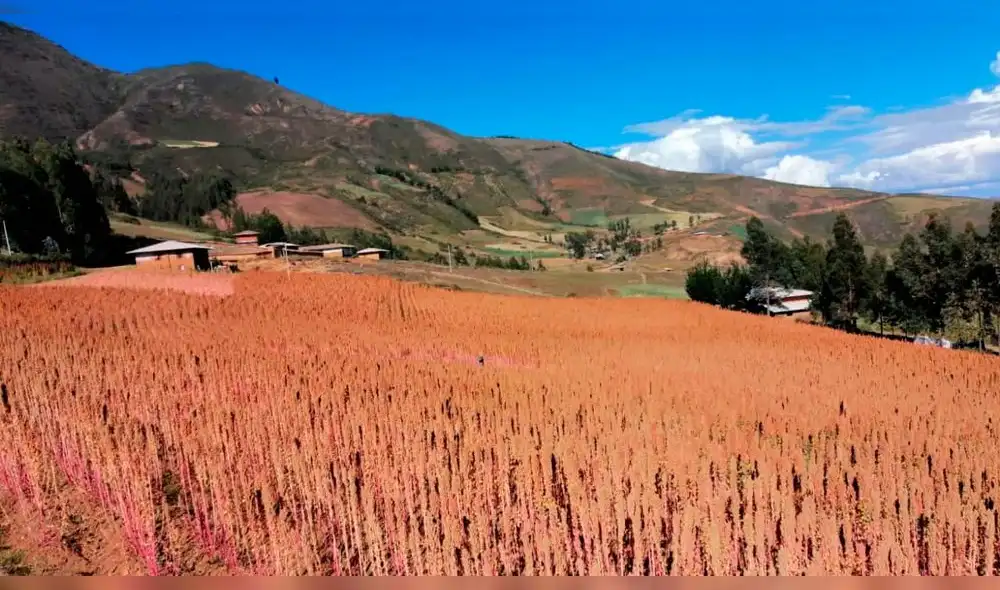 Producción de quinua en Cajabamba Producción de quinua en Cajabamba