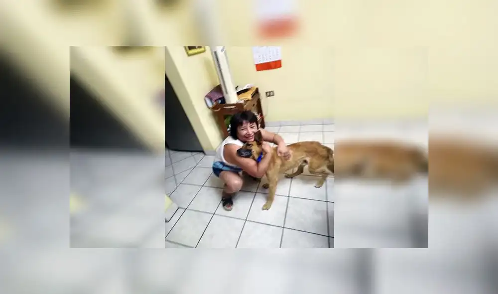 Mascota desaparecida en Año Nuevo fue hallada Mascota desaparecida en Año Nuevo fue hallada