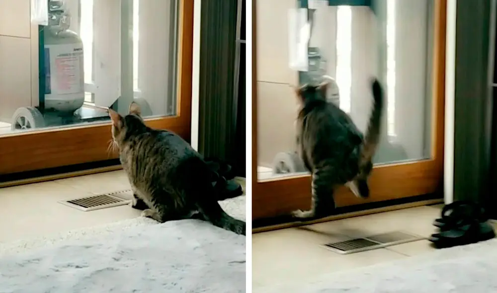 Desliza las imágenes para observar el incidente que protagonizó un gato al impactar contra una puerta de vidrio. Foto: Caters Clips Desliza las imágenes para observar el incidente que protagonizó un gato al impactar contra una puerta de vidrio. Foto: Caters Clips