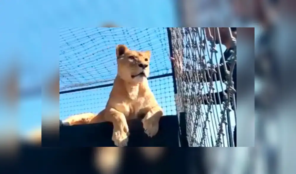 Desliza hacia la izquierda para ver la reacción de la leona con el osado turista, escena que es viral en YouTube.