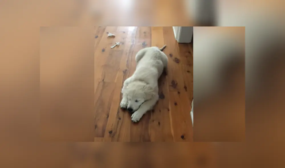 Desliza hacia la izquierda para ver las imágenes del viral de Facebook. Foto: ViralHog. Desliza hacia la izquierda para ver las imágenes del viral de Facebook. Foto: ViralHog.