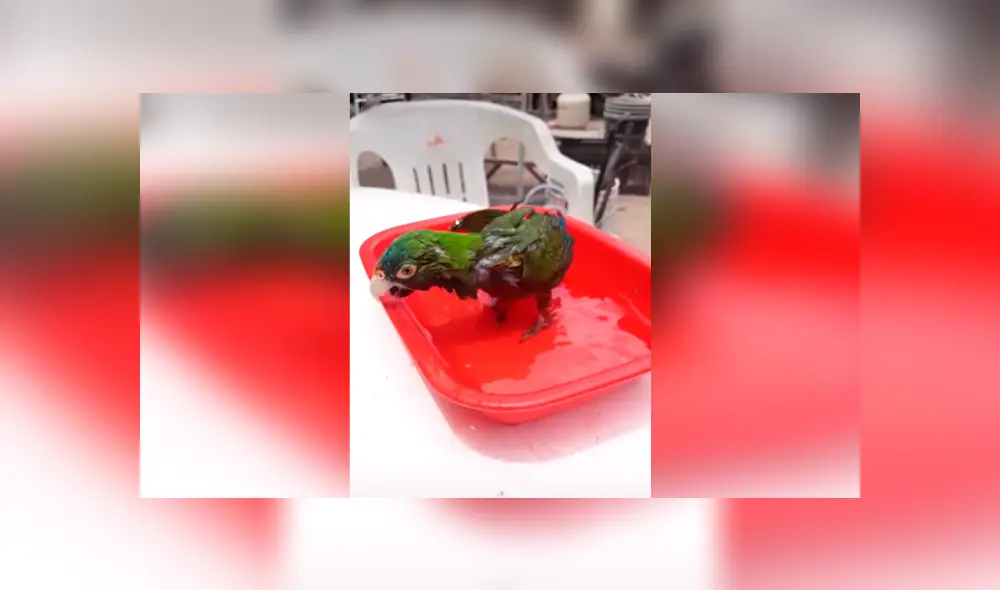 Desliza las imágenes hacia la izquierda para conocer la entretenida actuación de un loro al parodiar al ‘Grinch’. Foto: Captura. Desliza las imágenes hacia la izquierda para conocer la entretenida actuación de un loro al parodiar al ‘Grinch’. Foto: Captura.