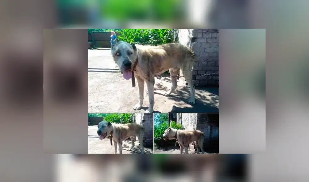 YouTube viral: perro se reencuentra con su dueña tras varios años y su reacción emociona a miles [VIDEO]