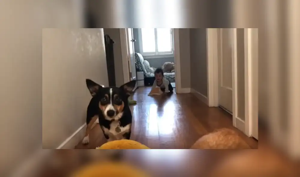 Video es viral en YouTube. Papá del menor se percató de la graciosa conducta de sus perros mientras intentaba entretener a su bebé y la grabó para compartirla en redes. Video es viral en YouTube. Papá del menor se percató de la graciosa conducta de sus perros mientras intentaba entretener a su bebé y la grabó para compartirla en redes.