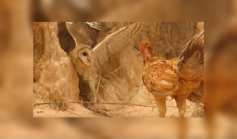 YouTube viral: una furiosa gallina defendió a sus pollitos del ataque de un búho [VIDEO] 