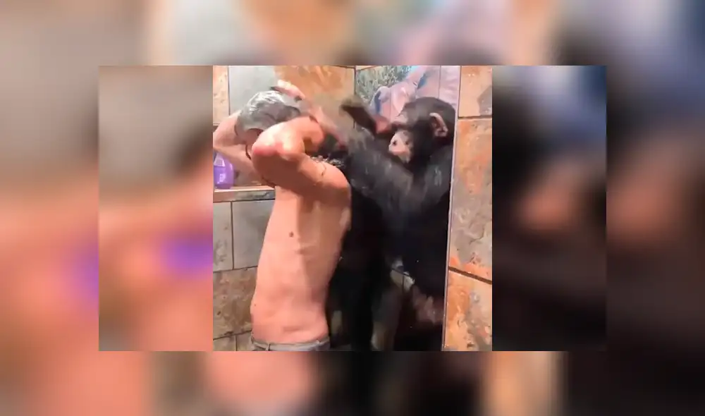 Facebook viral: monos bañan a hombre en la ducha y miles enternecen al verlos [VIDEO] 