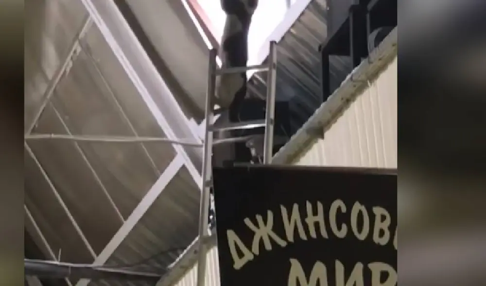 Desliza las imágenes para ver la continuación del viral. Foto: Captura/ViralHog Desliza las imágenes para ver la continuación del viral. Foto: Captura/ViralHog