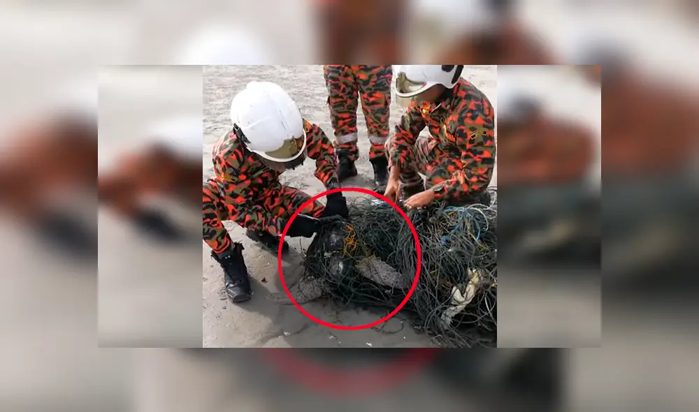 Encuentran tortuga moribunda atrapada en cables tóxicos, la liberan y sucede algo increíble [VIDEO] 