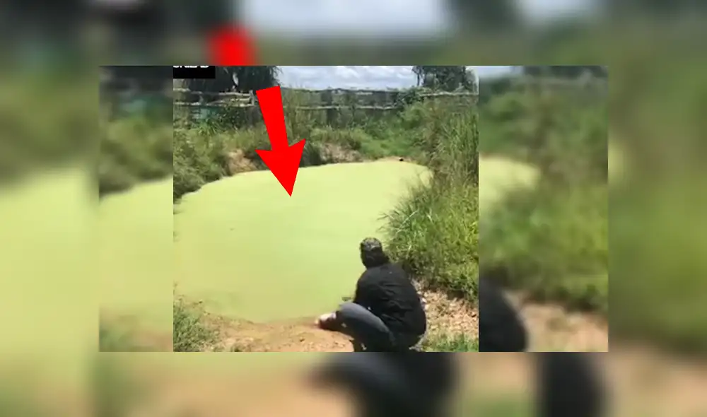 Facebook viral: hombre visitó pantano abandonado, se acerca y enorme reptil intentó devorarlo [VIDEO] 