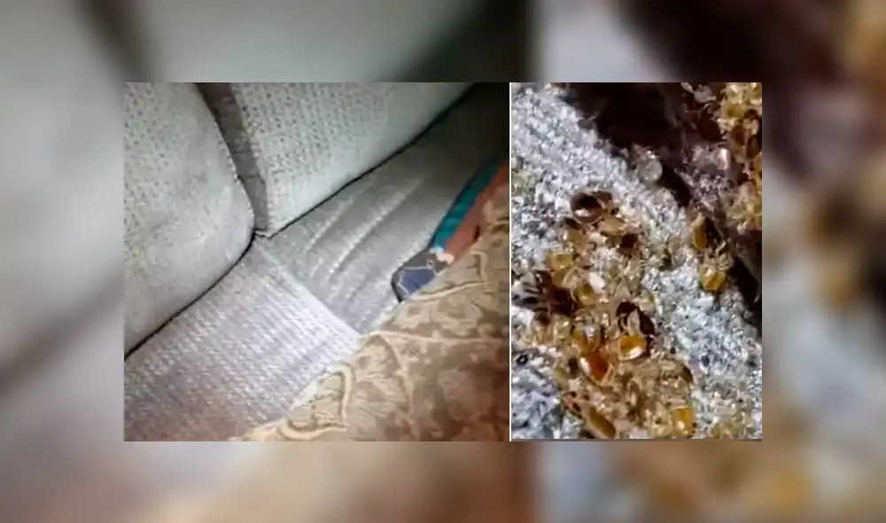 Joven compra por subasta un sofá, lo revisa y descubre a miles de insectos bebés. Joven compra por subasta un sofá, lo revisa y descubre a miles de insectos bebés.
