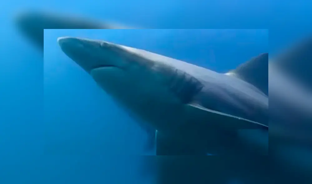 YouTube viral: buzo ingresa al mar en busca de ‘tesoro’ oculto y se topa con hambrientos tiburones.