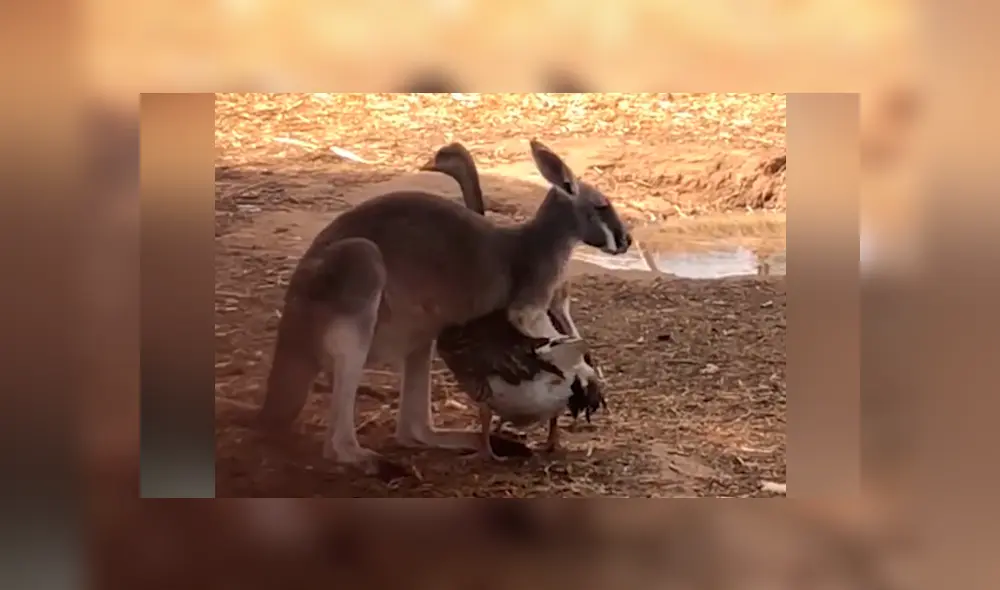 Un granjero grabó en un video viral de Facebook el instante en que un canguro abrazó por el cuello a un canguro y juntos protagonizaron una tierna escena.