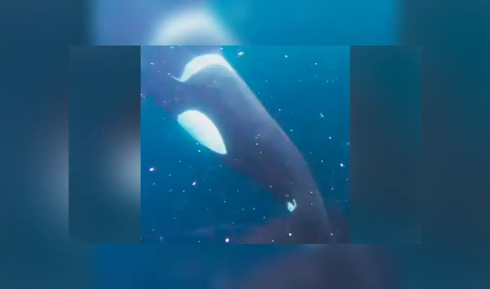 YouTube viral: buzo se topa “cara a cara” con ballena asesina, le quita su presa y sucede lo increíble [VIDEO] 