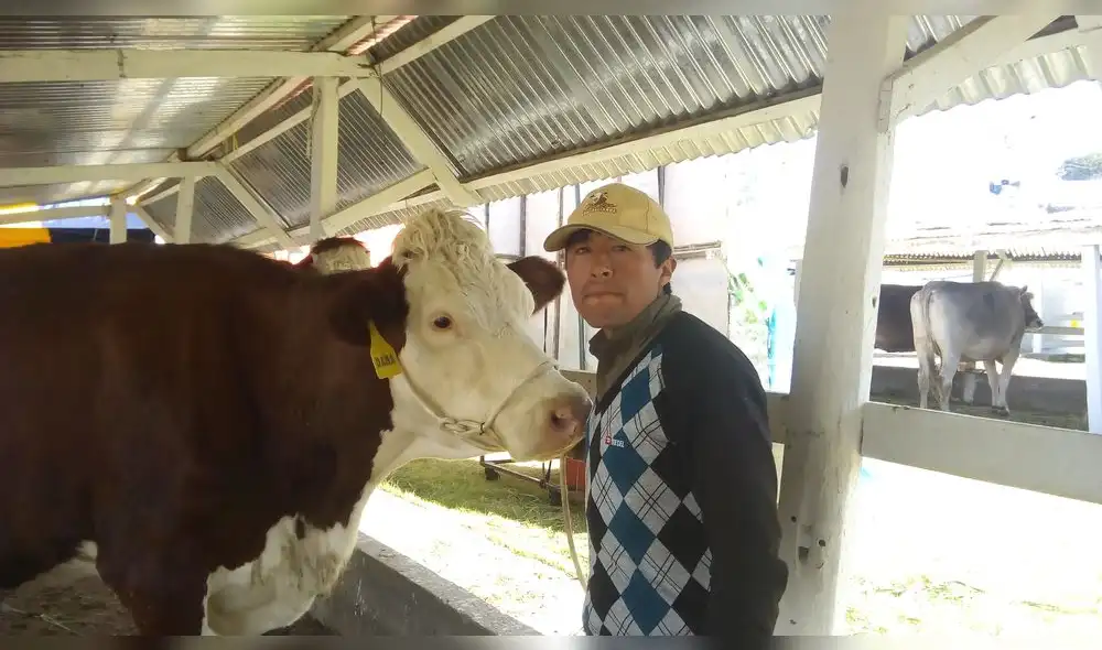 Junín: inserción de la raza Montbéliarde podría solucionar los bajos precios de la venta de leche