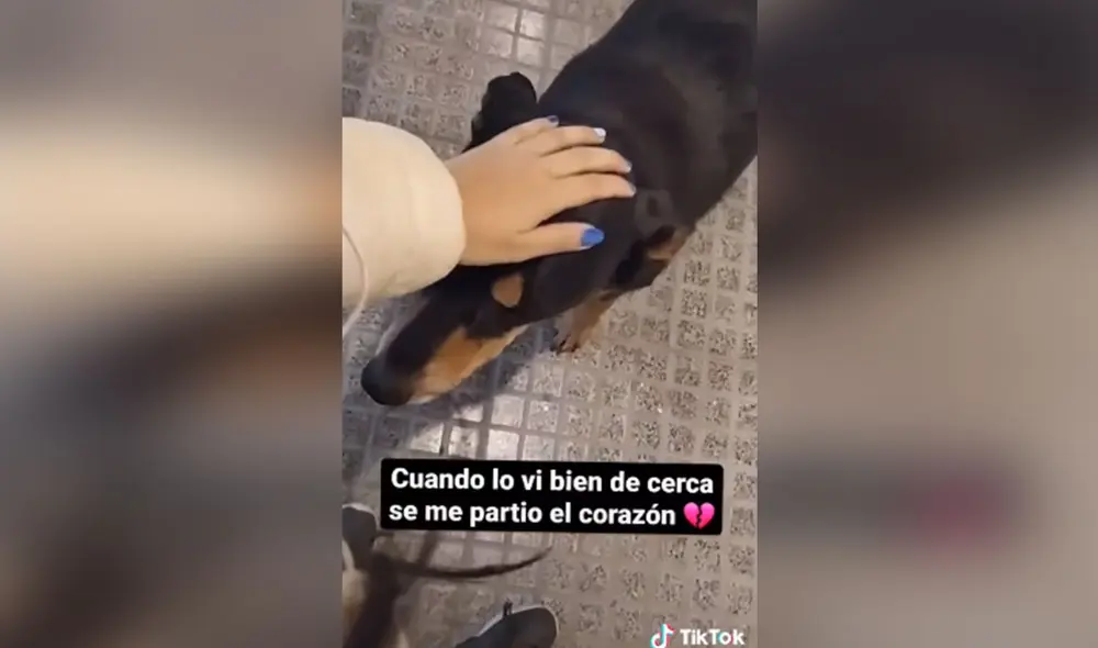 Desliza las imágenes para conocer la conmovedora historia de Fiona, una perrita con un final feliz. Foto: captura de TikTok Desliza las imágenes para conocer la conmovedora historia de Fiona, una perrita con un final feliz. Foto: captura de TikTok