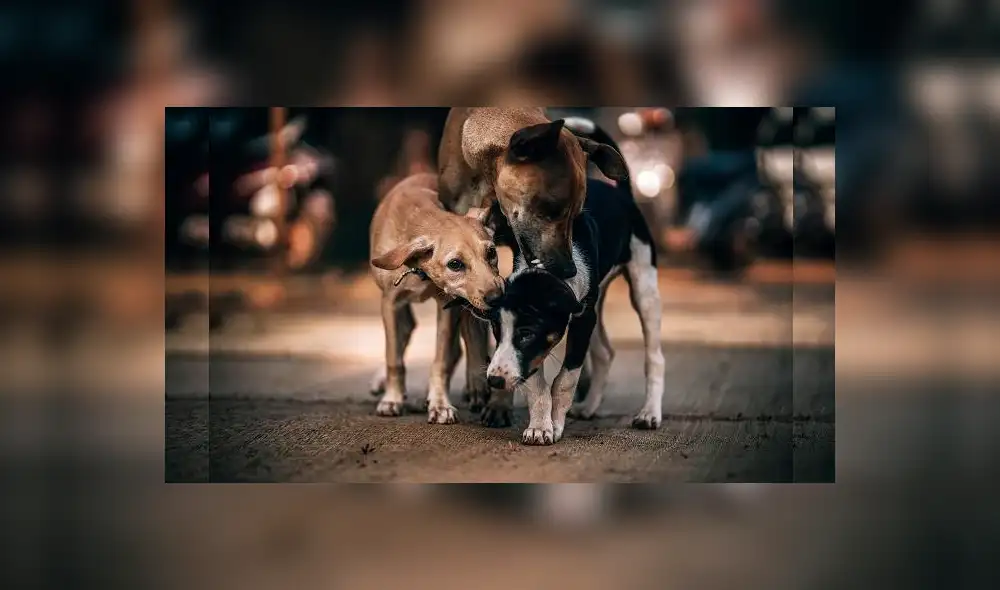Desaparece las garrapatas de tu perro con estos remedios caseros
