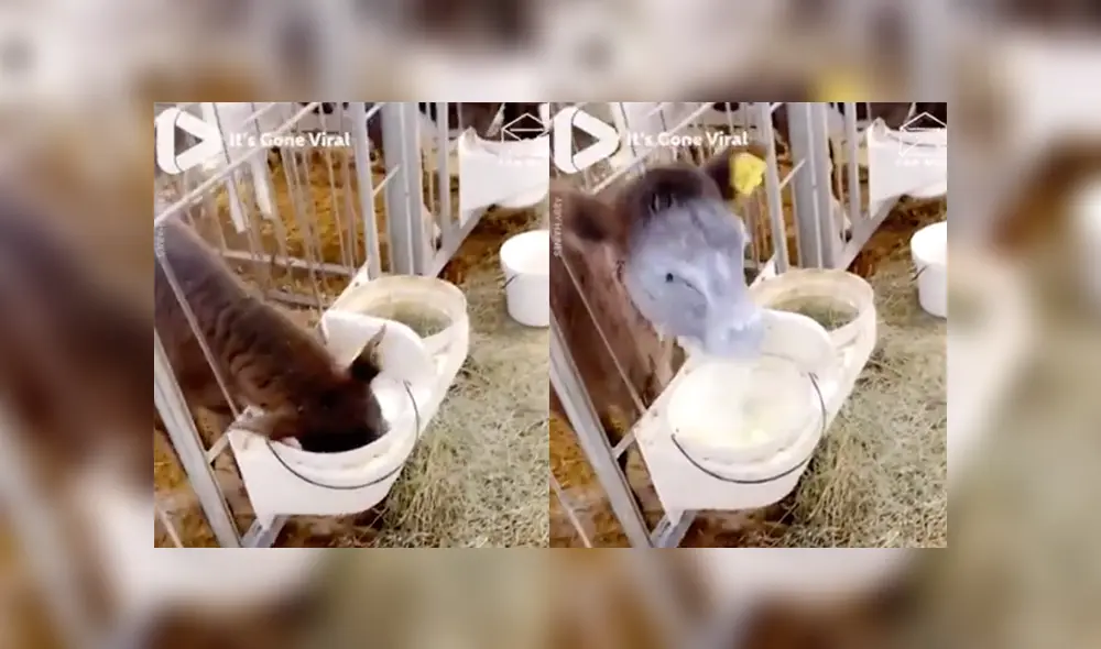 Desliza a la izquierda para conocer más sobre este nuevo viral de YouTube. Foto: Captura.