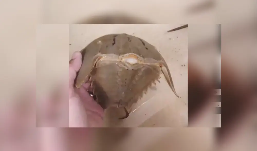 SI quieres ver lo que ocurrió con el autor del video viral de Facebook, revisa nuestra galería de fotos, deslizando cada imagen hacia la izquierda. SI quieres ver lo que ocurrió con el autor del video viral de Facebook, revisa nuestra galería de fotos, deslizando cada imagen hacia la izquierda.