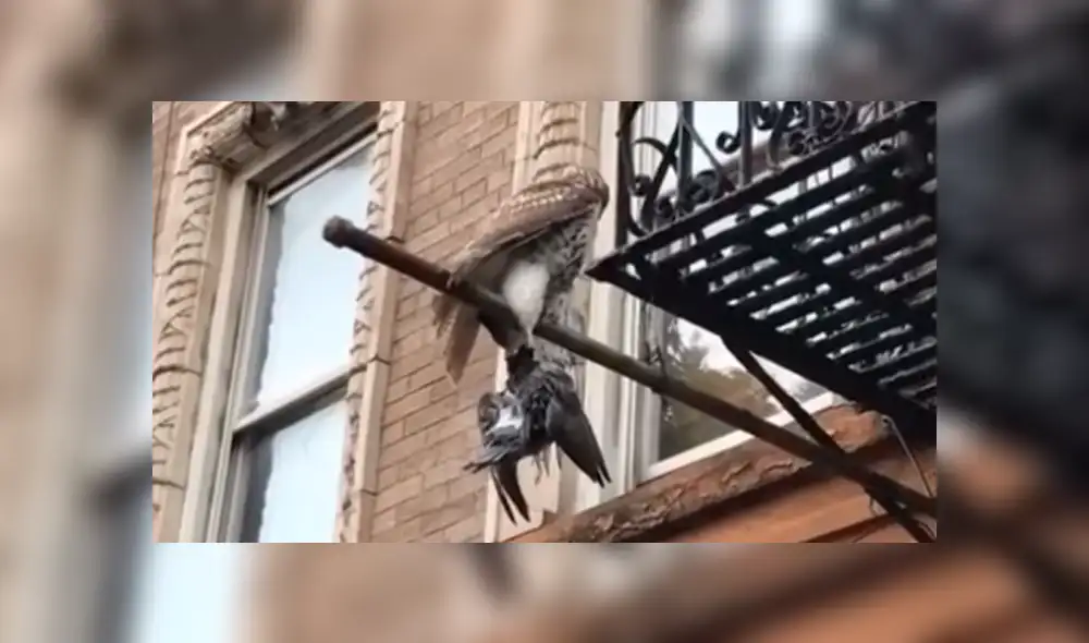 YouTube: Halcón caza a una paloma y la exhibe como si fuera un trofeo