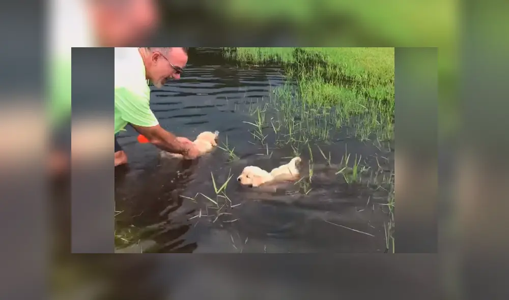 Desliza las imágenes para observar la valiente acción de unos perros bebés para nadar en un lago junto a su dueño. Fotocaptura: Facebook. Desliza las imágenes para observar la valiente acción de unos perros bebés para nadar en un lago junto a su dueño. Fotocaptura: Facebook.