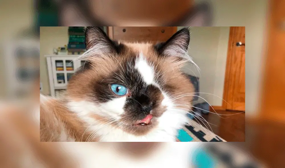 Cricket cuenta con más de 119 000 seguidores. Foto: cricket_the_one_eyed_cat / Instagram. Cricket cuenta con más de 119 000 seguidores. Foto: cricket_the_one_eyed_cat / Instagram.